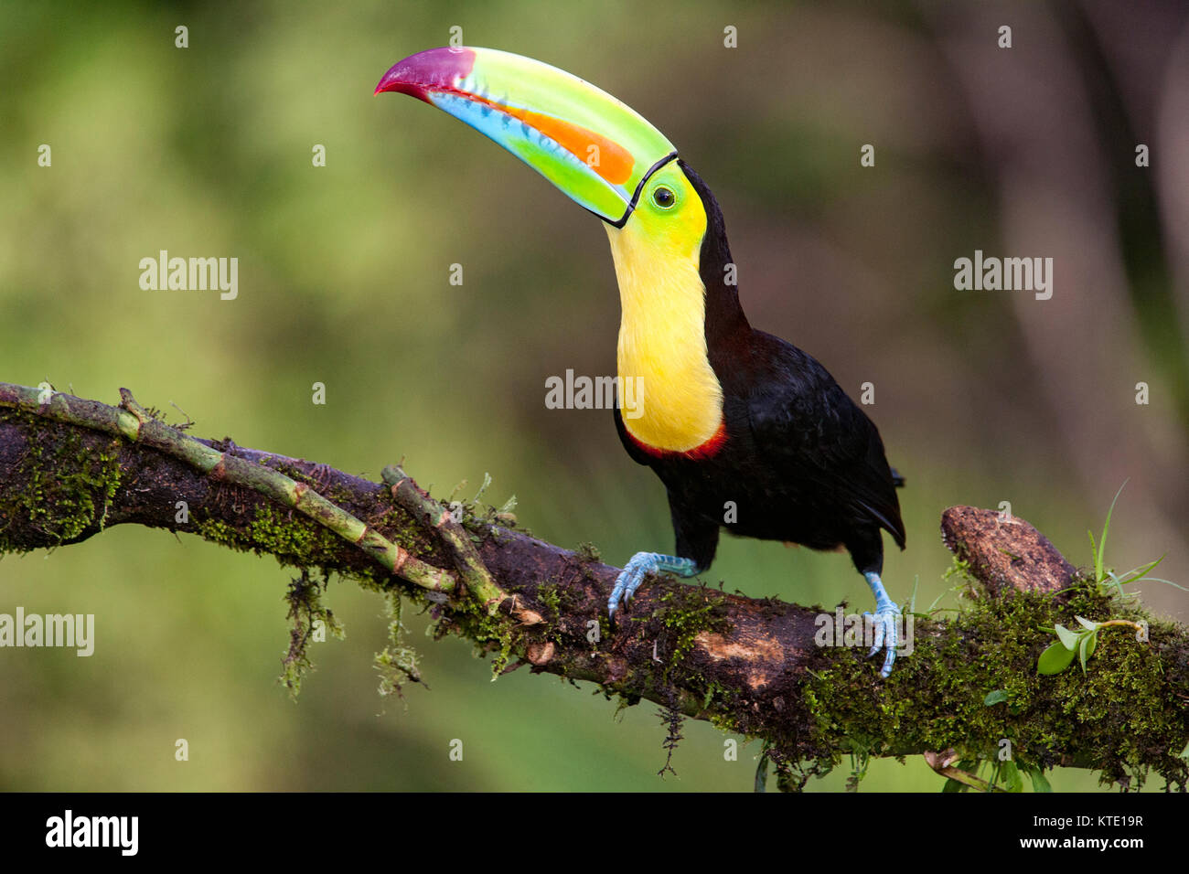 Keel-billed Toucan - La Laguna del Lagarto Lodge - Boca Tapada, San Carlos, Costa Rica Stock Photo