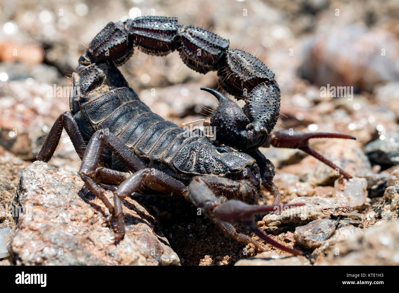Close-up of venomous Scorpion (Parabuthus sp.) - Huab Conservancy, Damaraland, Namibia, Africa Stock Photo