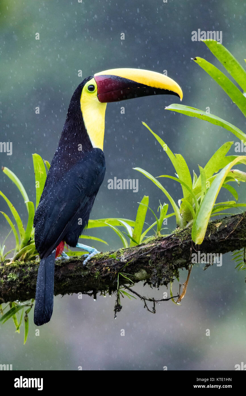 Yellow-throated toucan (Ramphastos ambiguus) - La Laguna del Lagarto Lodge - Boca Tapada, San Carlos, Costa Rica Stock Photo
