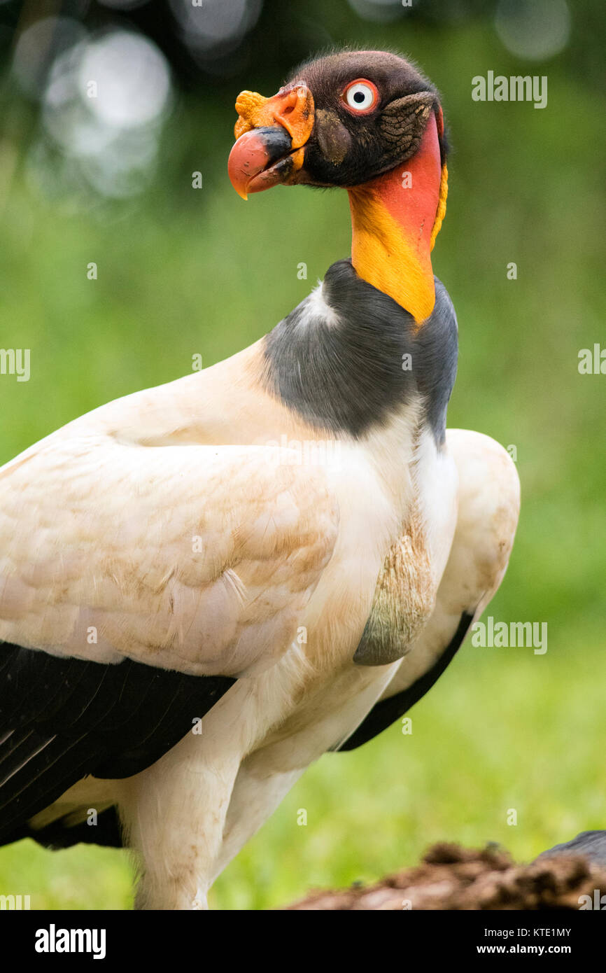King vulture (Sarcoramphus papa) - La Laguna del Lagarto Lodge, Boca Tapada, Costa Rica Stock Photo