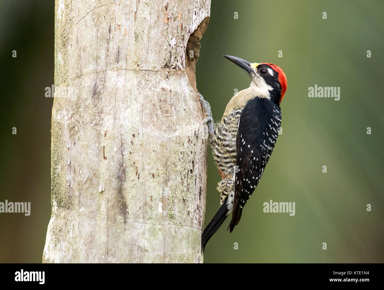 Black-cheeked Woodpecker (Male) - La Laguna del Lagarto Lodge, Boca Tapada, San Carlos, Costa Rica Stock Photo