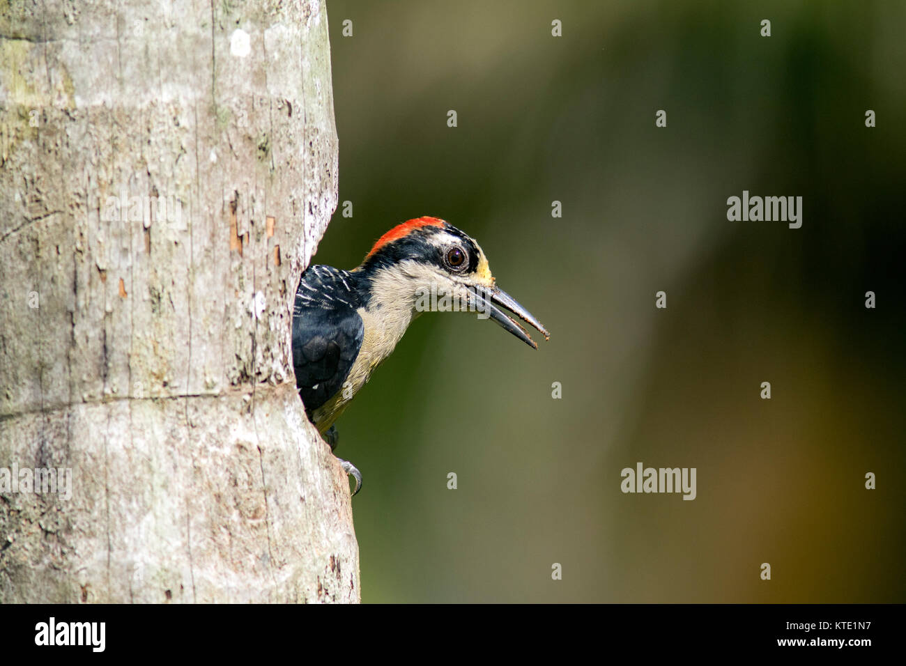 Black-cheeked Woodpecker (Female) - La Laguna del Lagarto Lodge, Boca Tapada, San Carlos, Costa Rica Stock Photo