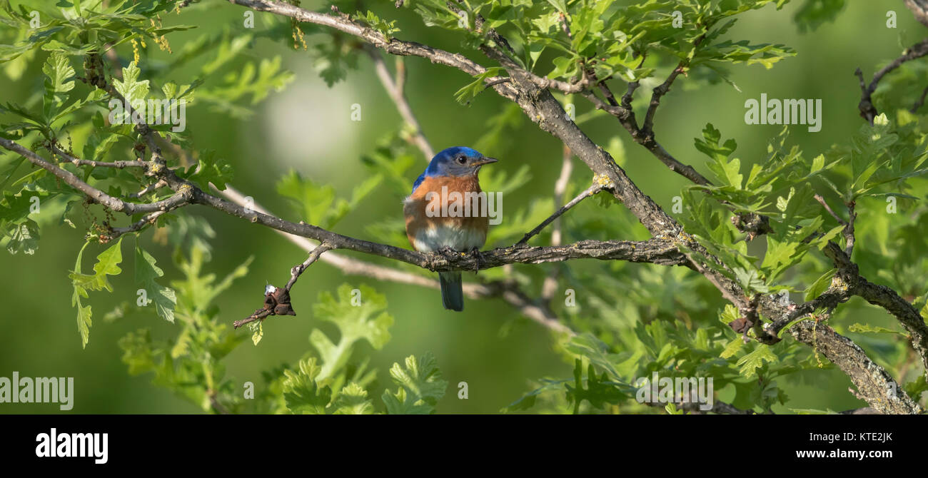 Male eastern bluebird perched in a burr oak tree Stock Photo