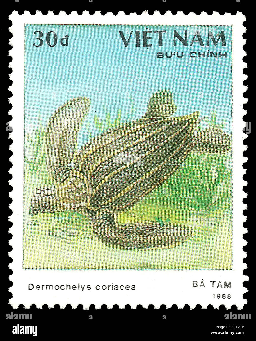 Vietnam Stamp 1988 Color Edition Dedicated To Turtles Shows Vietnam Stamp 1988 Color Edition Dedicated To Turtles Shows