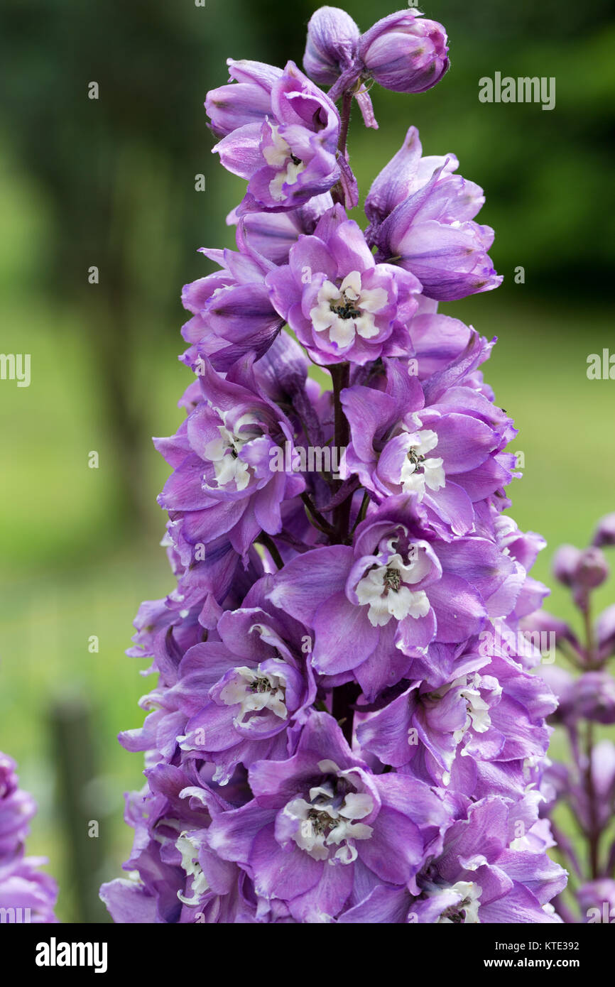 Purple Delphinium Flower in Garden Stock Photo Alamy
