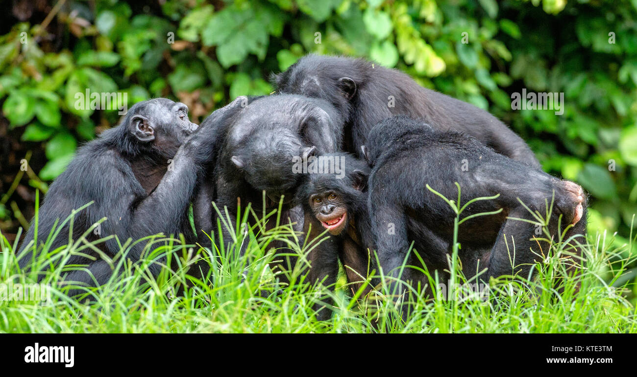 Bonobos in natural habitat on Green natural background. The Bonobo ( Pan paniscus), called the pygmy chimpanzee. Democratic Republic of Congo. Africa Stock Photo