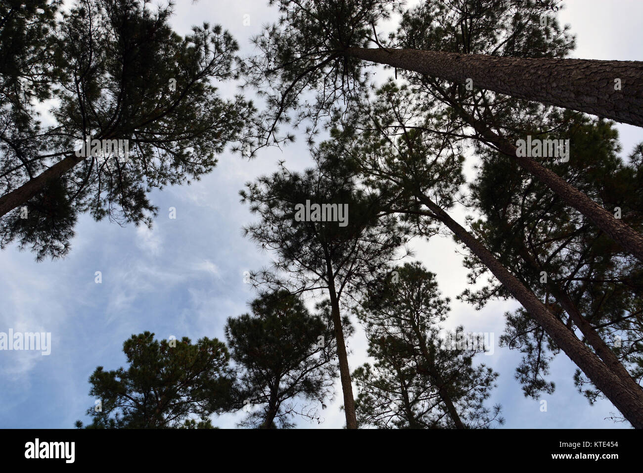 Loblolly Pines High Resolution Stock Photography and Images - Alamy