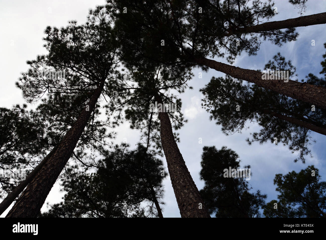 Loblolly or Yellow Pines silhouetted against the sky in the Albemarle Sound area of North Carolina Stock Photo