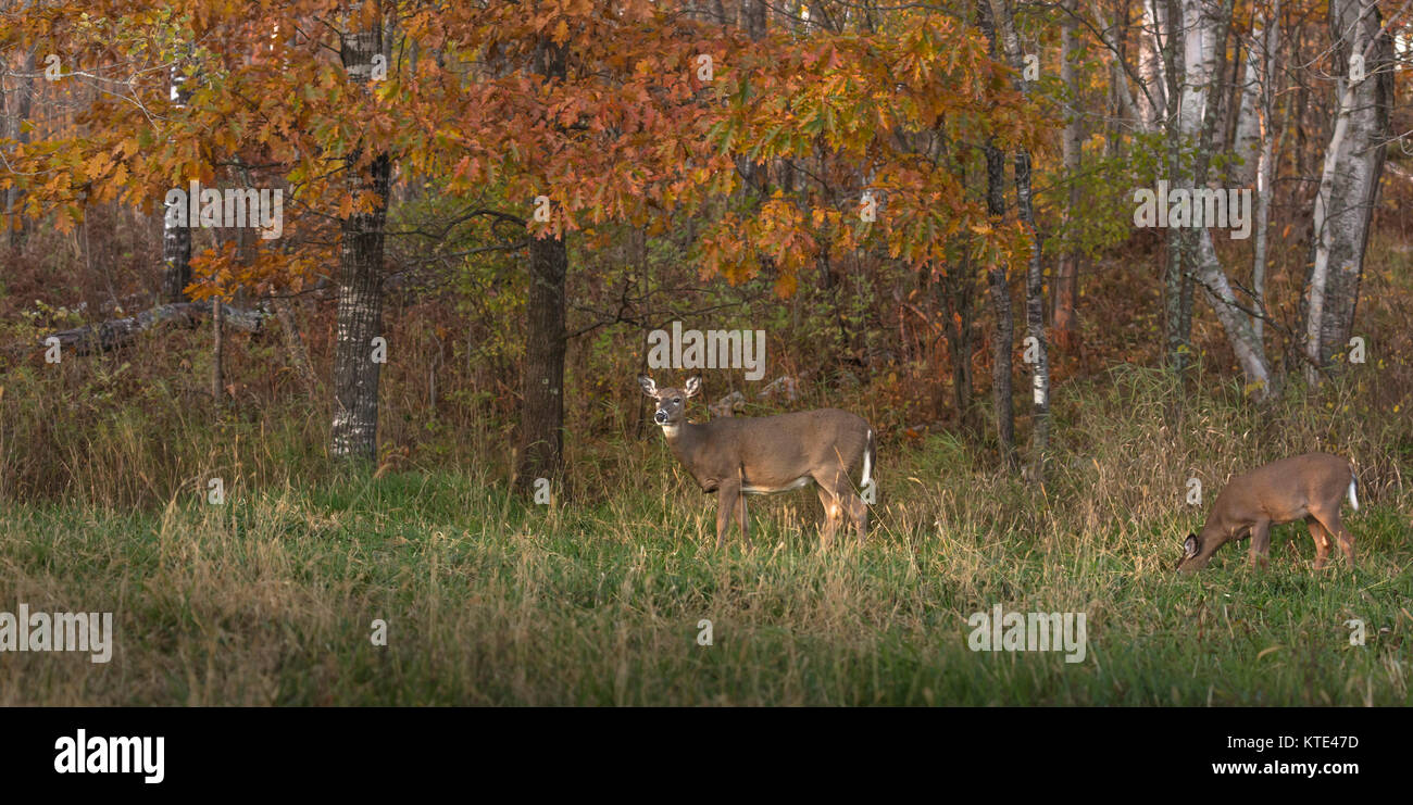 White-tailed doe and fawn feeding in a Wisconsin field. Stock Photo