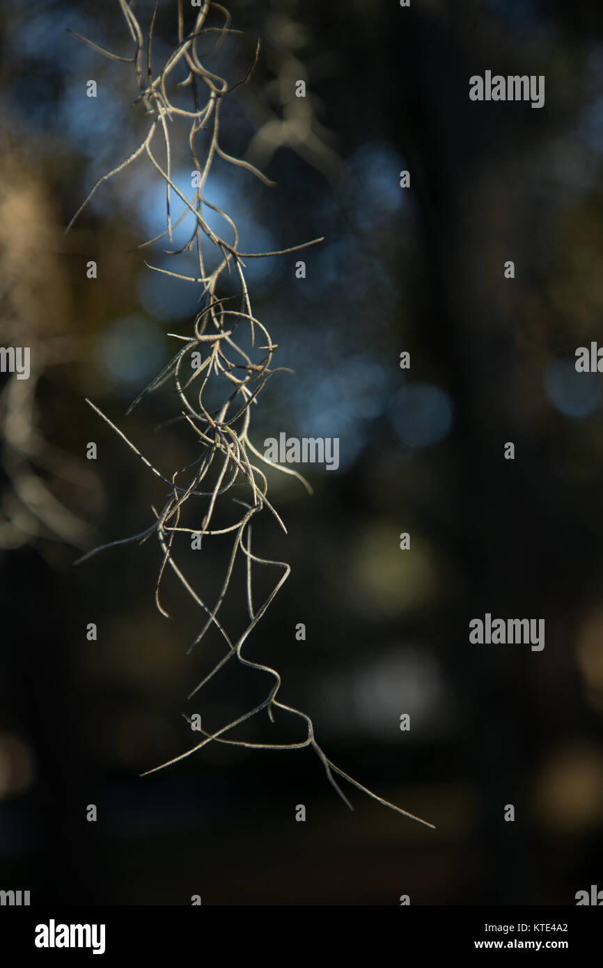 Close Up Spanish Moss Hanging Hi res Stock Photography And Images Alamy close-up-spanish-moss-hanging-hi-res-stock-photography-and-images-alamy