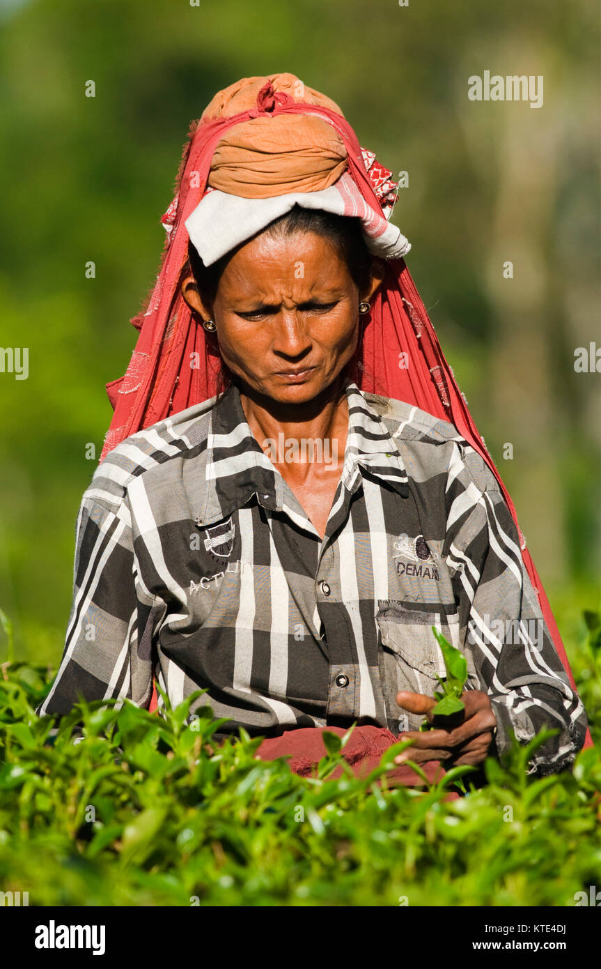 ASIA, India, Assam, Jorhat, Haroocharai Tea Estate, tea picker at work