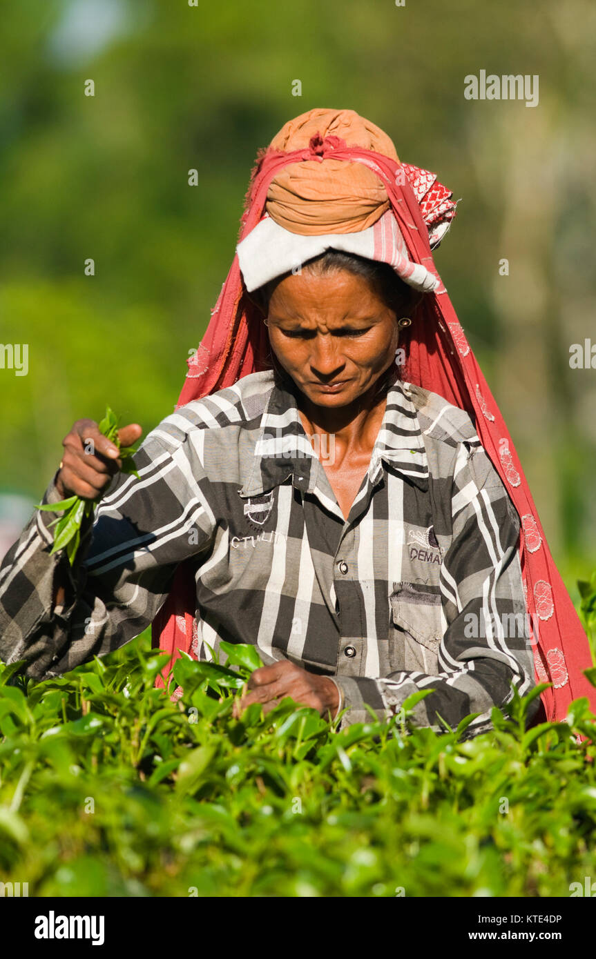 Jorhat assam tea plantation india hires stock photography and images