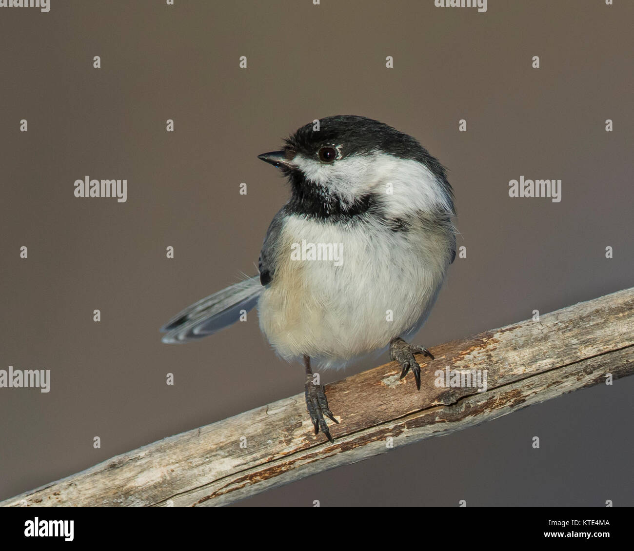 Black-capped chickadee perched on a branch Stock Photo