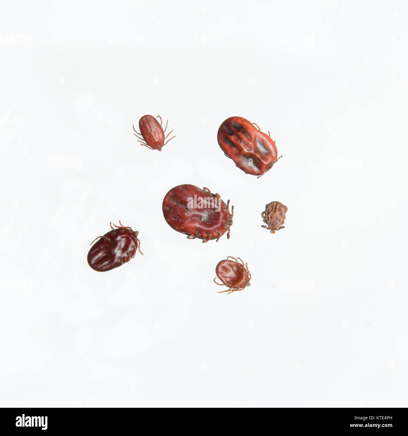 Group of  engorged and unfed small and large hard ticks. These ectoparasites are photographed on white background. Stock Photo