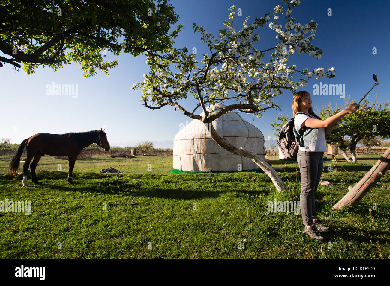 An Asian female tourist poses for a selfie with a horse and yurt at Almaluu tourist yurt camp on the southern shore of Issyk-Kol Lake in Kyrgyzstan. Stock Photo