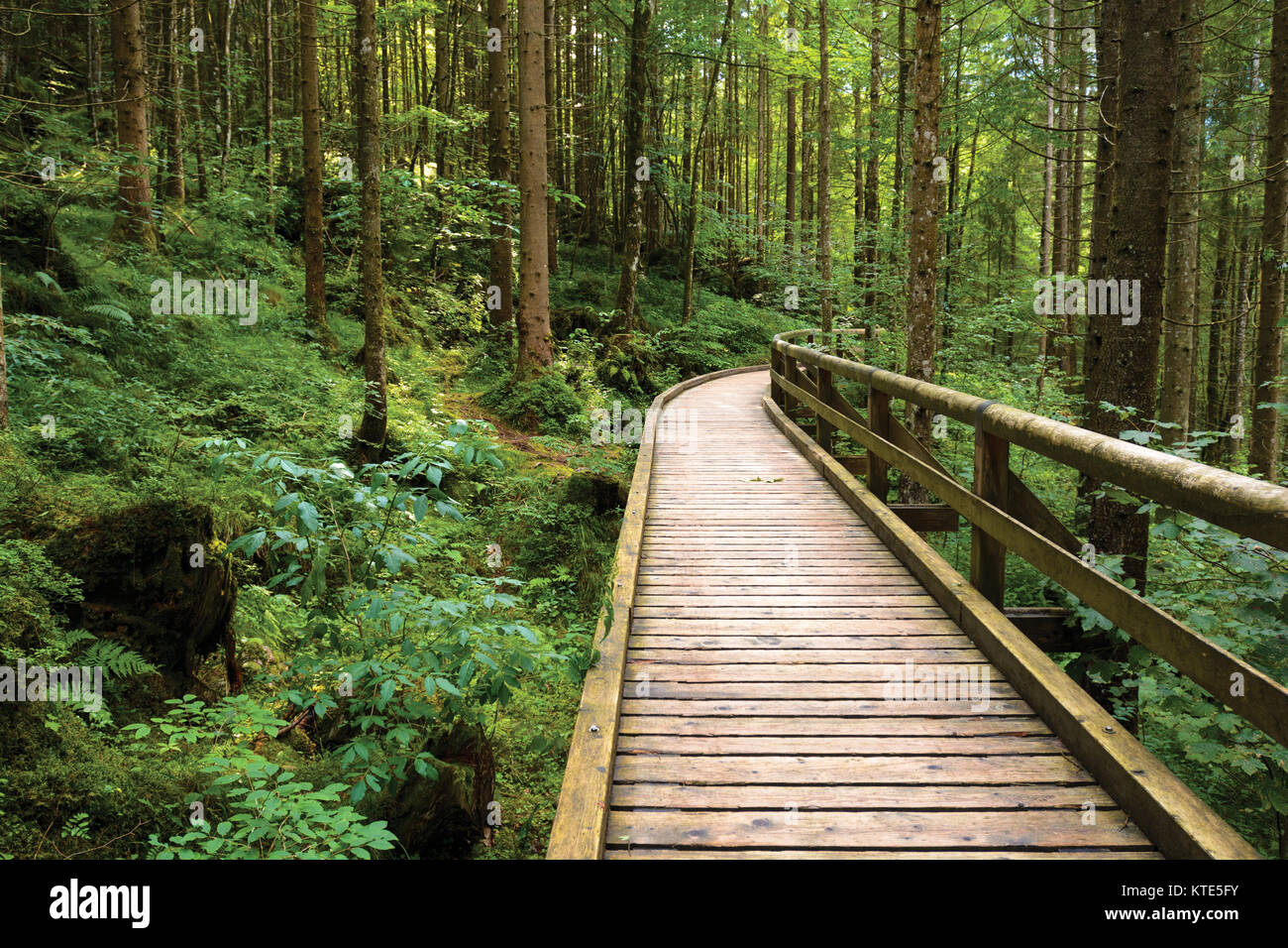 Fenced wooden pathway in alpine forest near Berchtesgaden in Germany Stock Photo