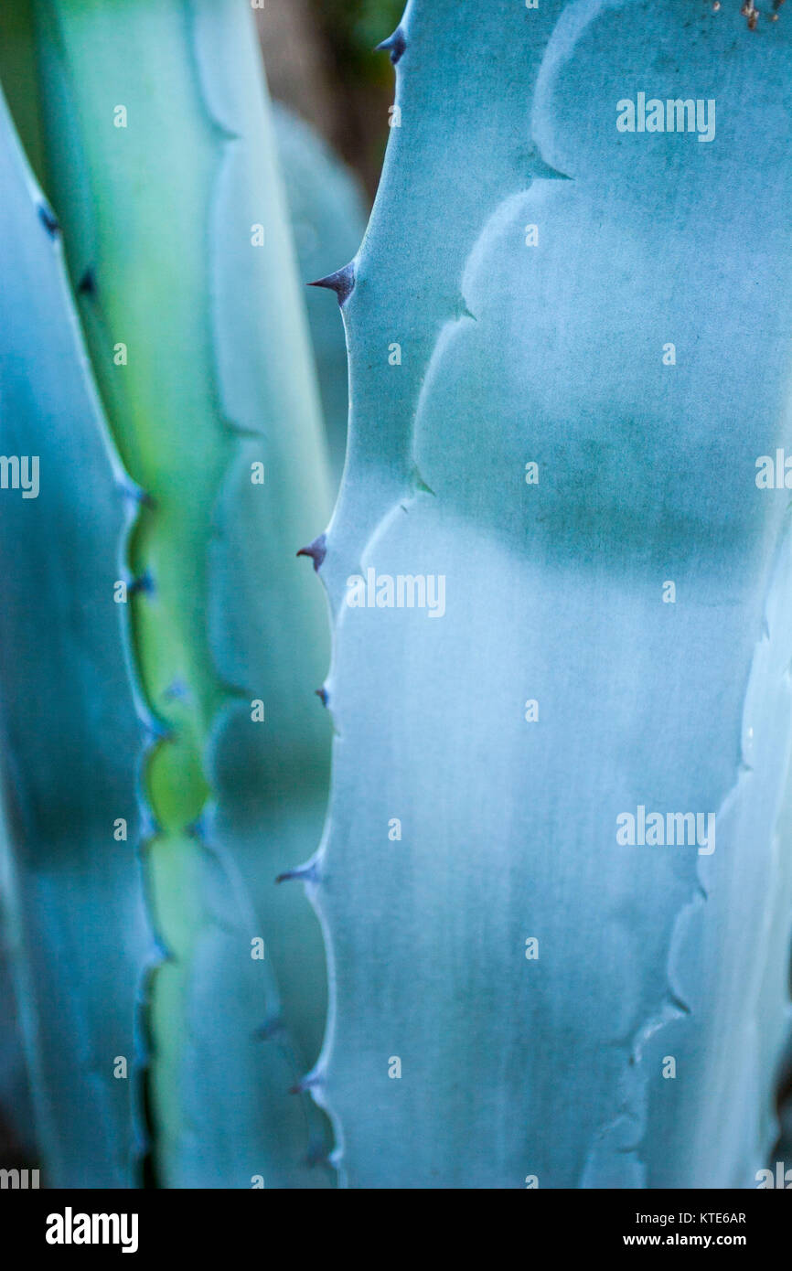 Close-up cactus plant showing spines Stock Photo