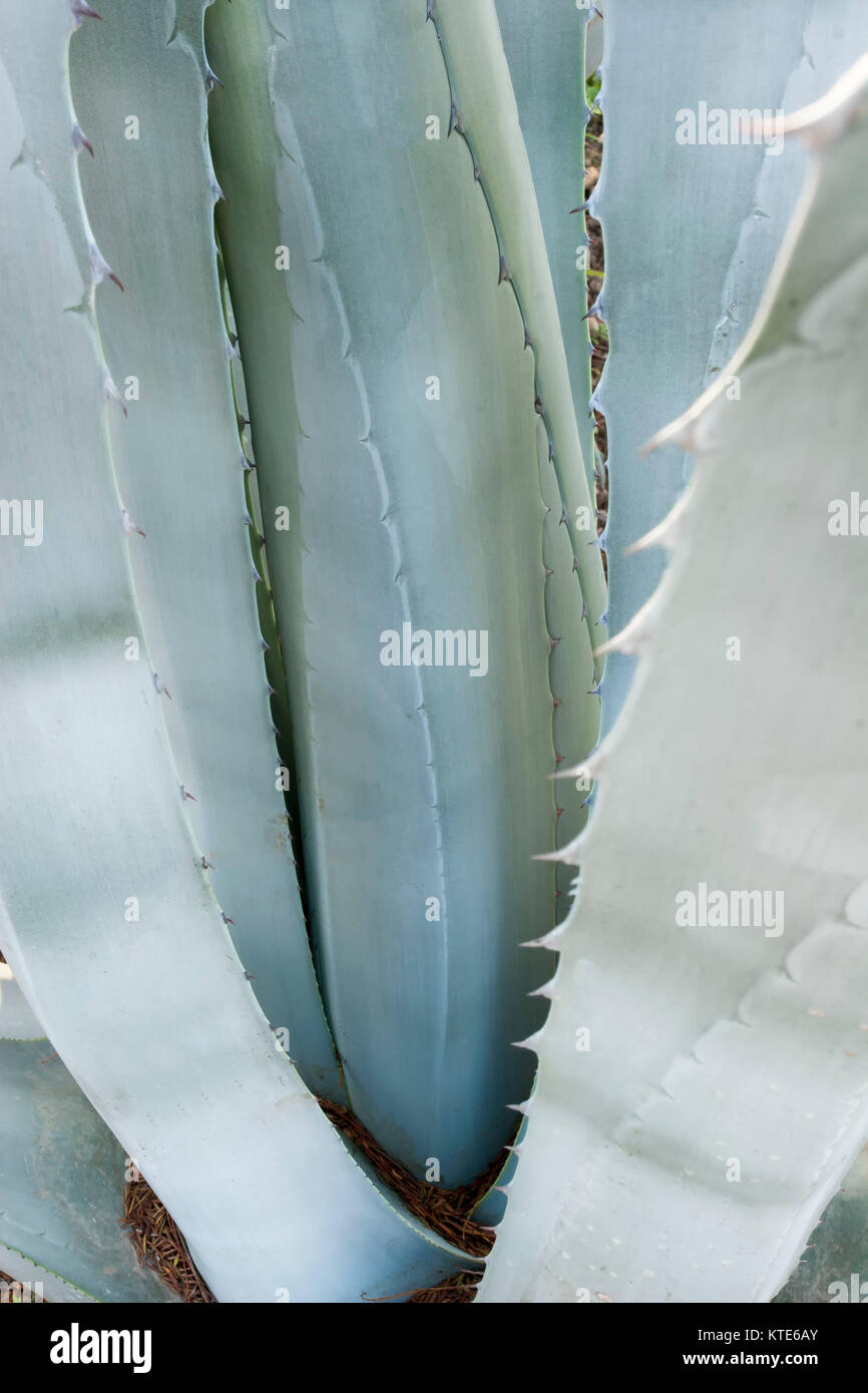 Structural adaptations hi-res stock photography and images - Alamy