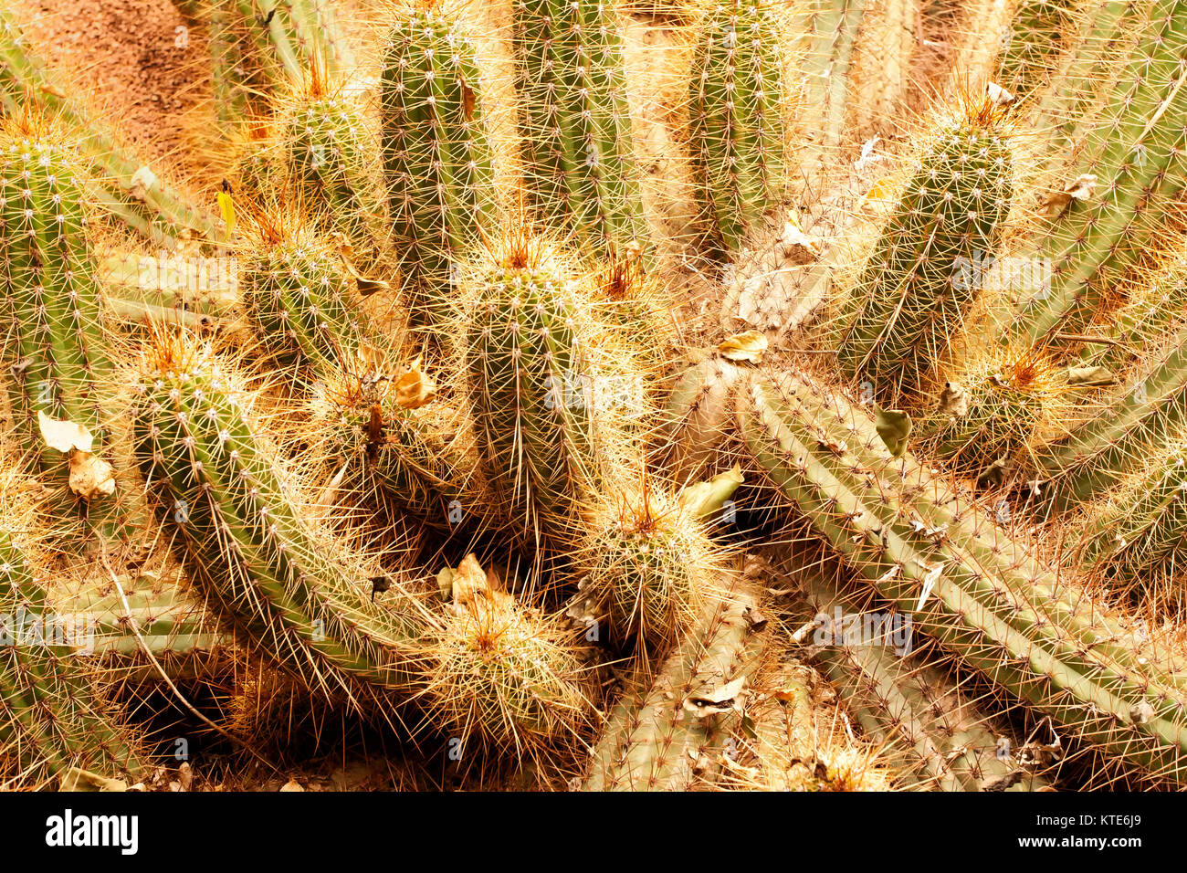 Cultivated cactus, Paris, France Stock Photo - Alamy
