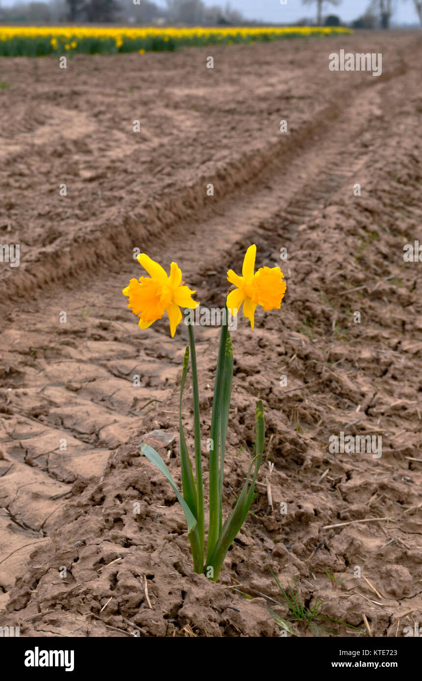 Against the trend. Two daffodils in field away from others Stock Photo