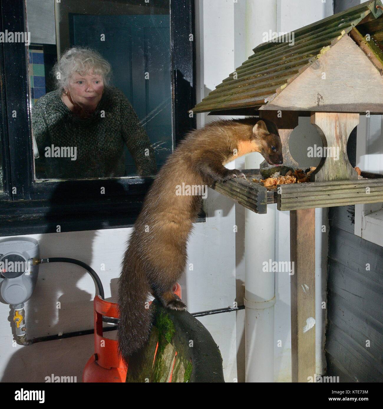 Young male Pine Marten (Martes martes) visiting a bird table at a guest house at night to feed on fruit cake and honey, watched by the owner, Scotland Stock Photo