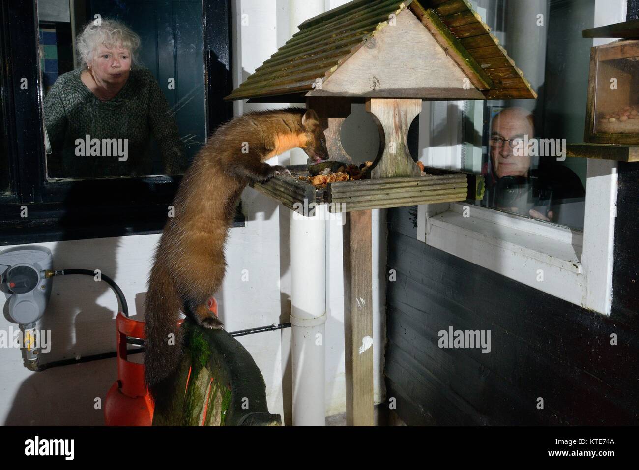 Young male Pine Marten (Martes martes) visiting a bird table at a guest house at night to feed, watched by the owner and a guest. Stock Photo