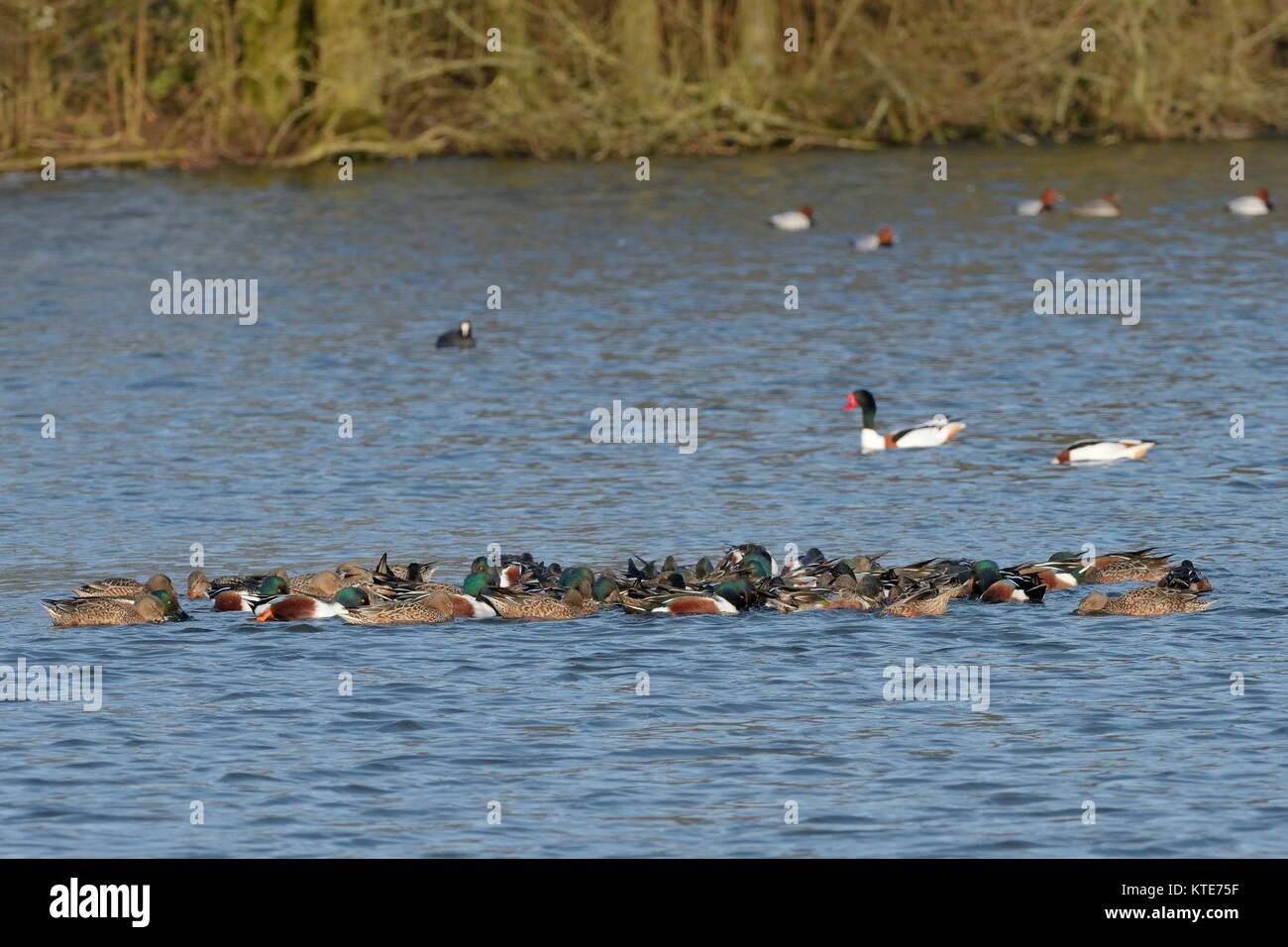 Northern shoveler (Anas clypeata) group feeding co-operatively in a shallow lake by circling in a dense raft, believed to stir up organic sediment. Stock Photo