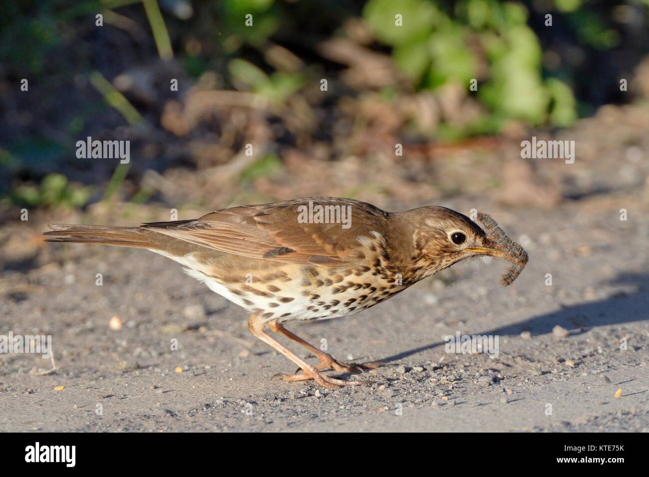 Song thrush (Turdus philomelos) manipulating hairy caterpillar prey on a road side, Cornwall, UK, April. Stock Photo