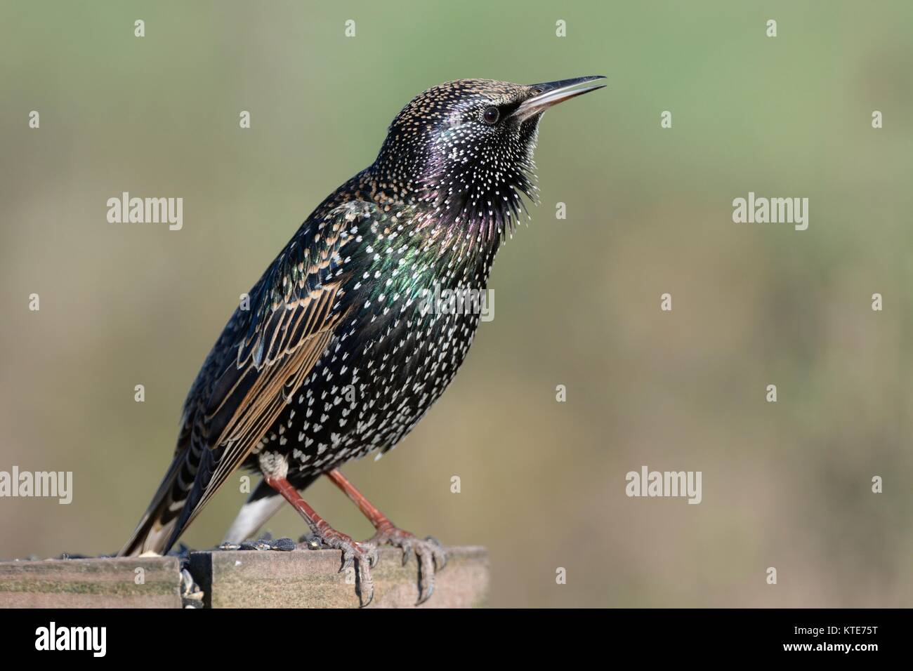 Common starling (Sturnus vulgaris) in winter plumage with its throat feathers fluffed up as it sings from a bird table, Somerset, UK, December. Stock Photo