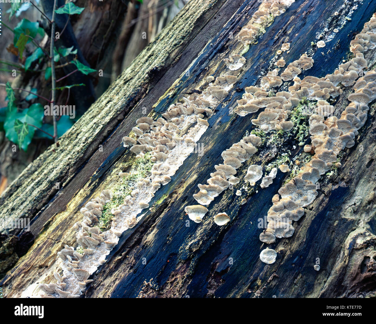 Abstract fungus on rotting log Stock Photo