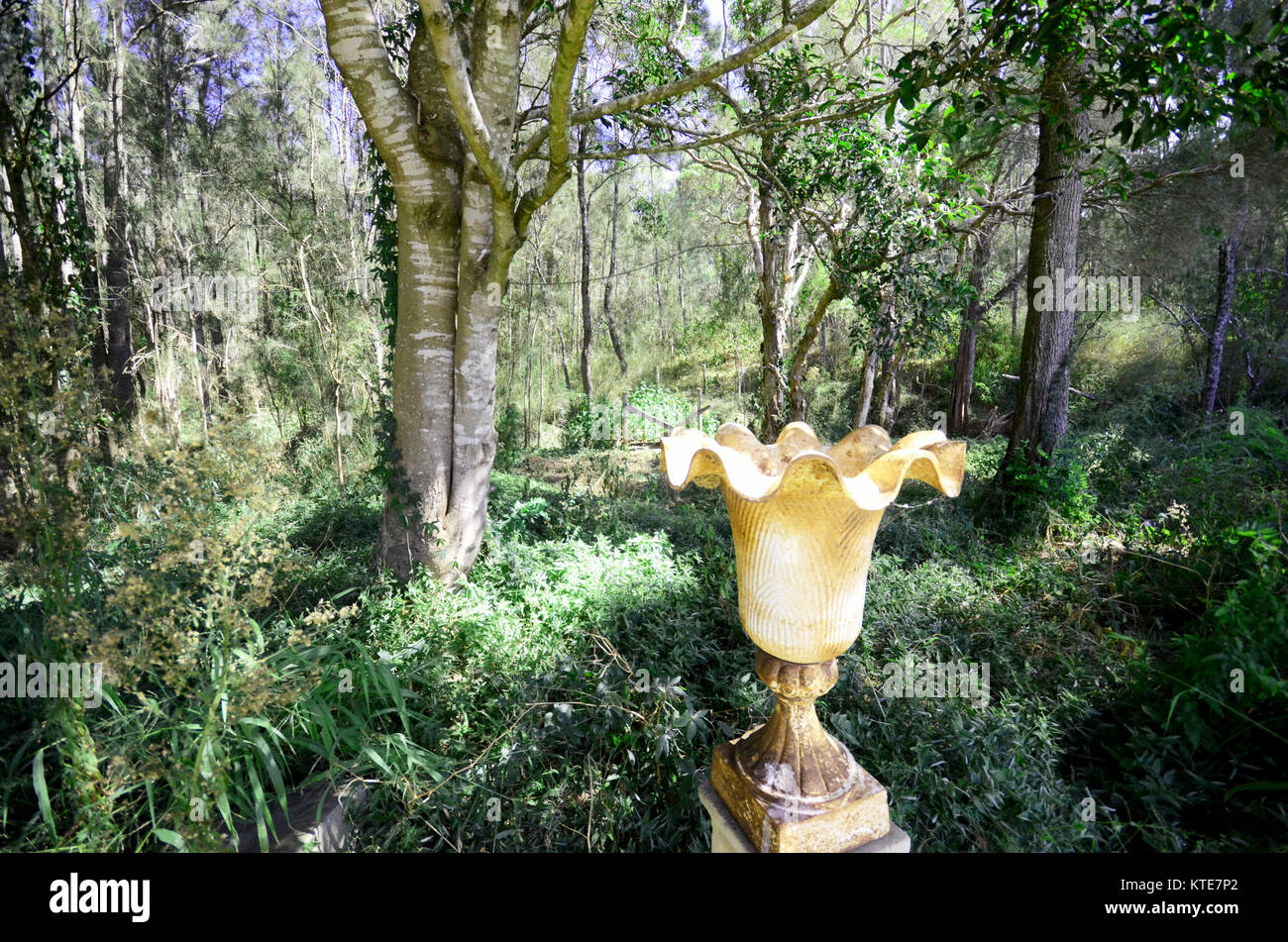 Enchanted forest bushland Stock Photo