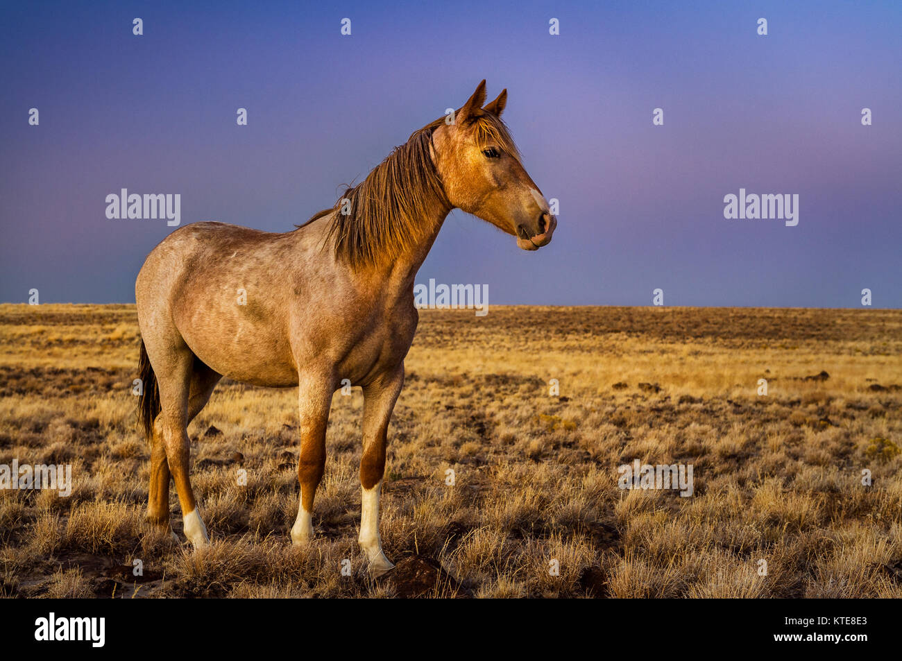 Wild Mustang in the open range of the Rocky Mountains. Stock Photo