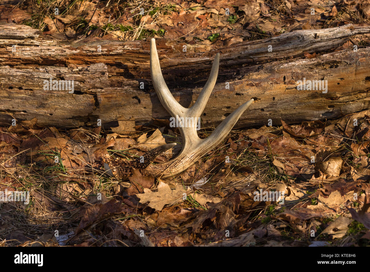 Antler shed in northern Wisconsin Stock Photo Alamy