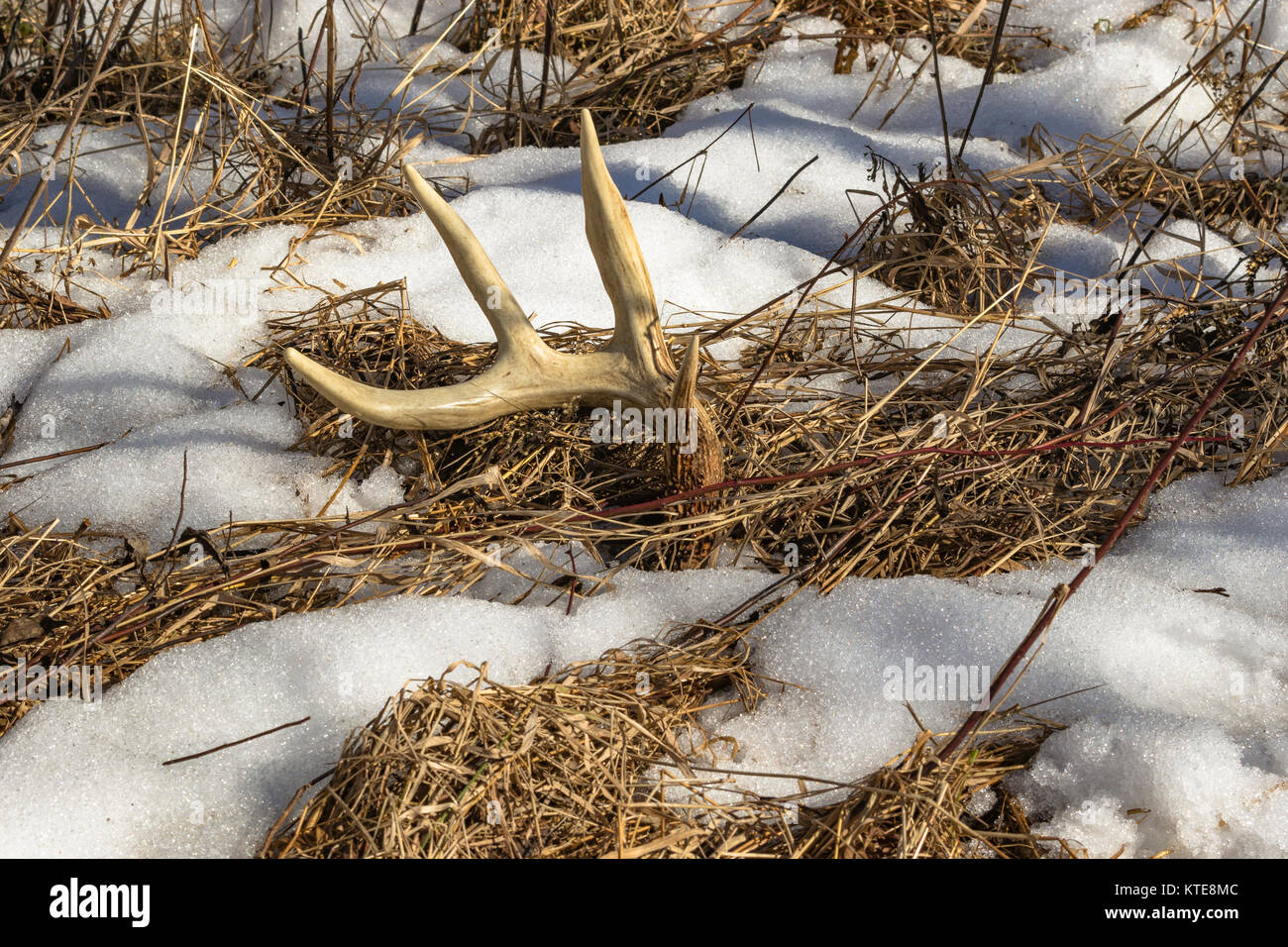 Antler shed in northern Wisconsin Stock Photo Alamy