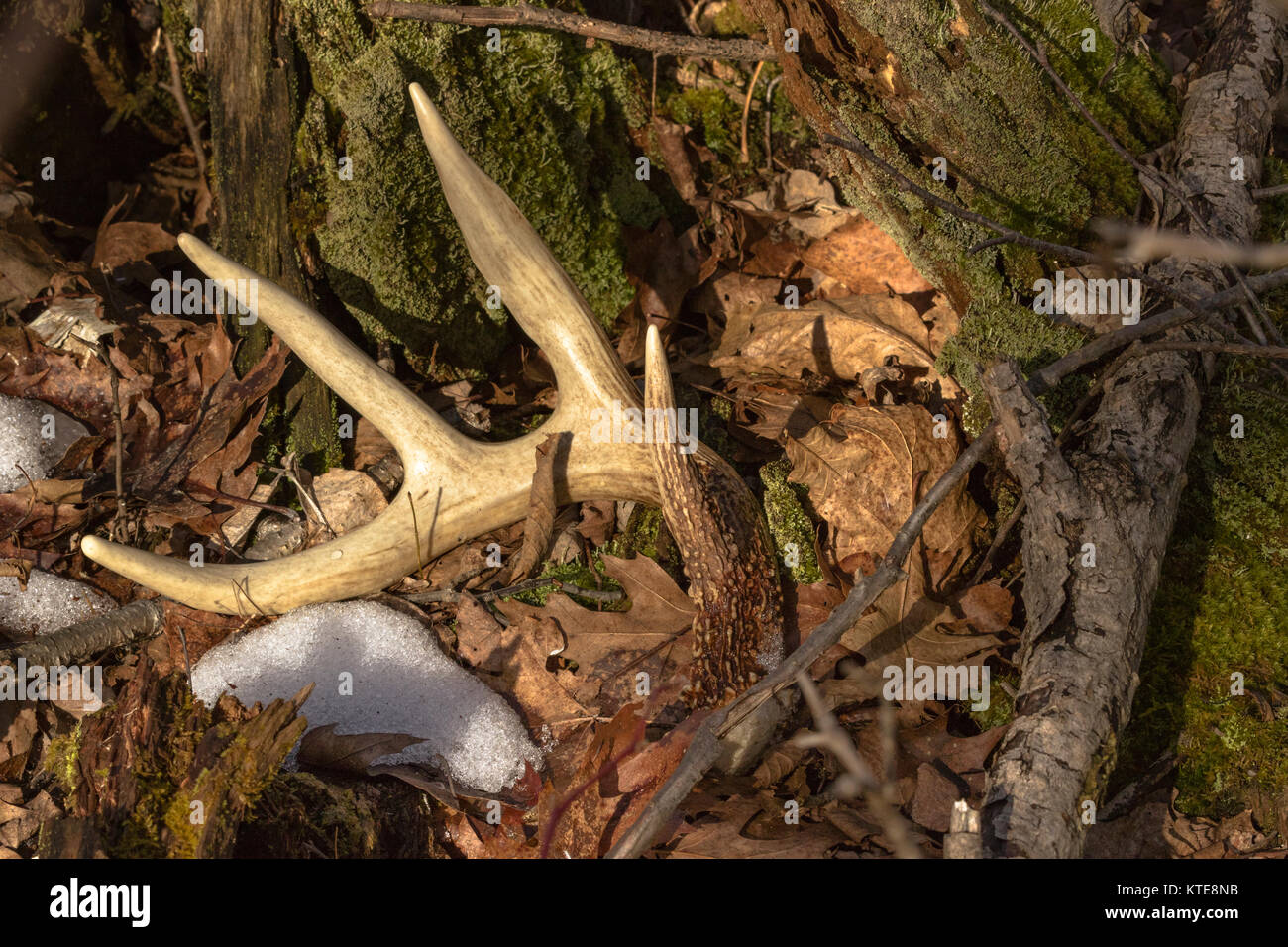 Antler shed in northern Wisconsin Stock Photo Alamy