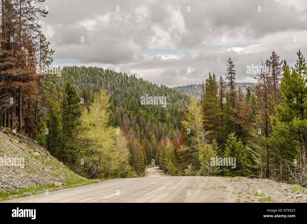 Dirt road through a forest that has been hard hit by the pine beetles Stock Photo