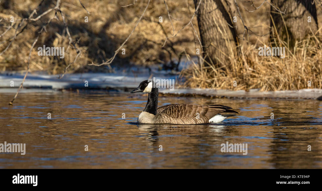 Canada goose Stock Photo