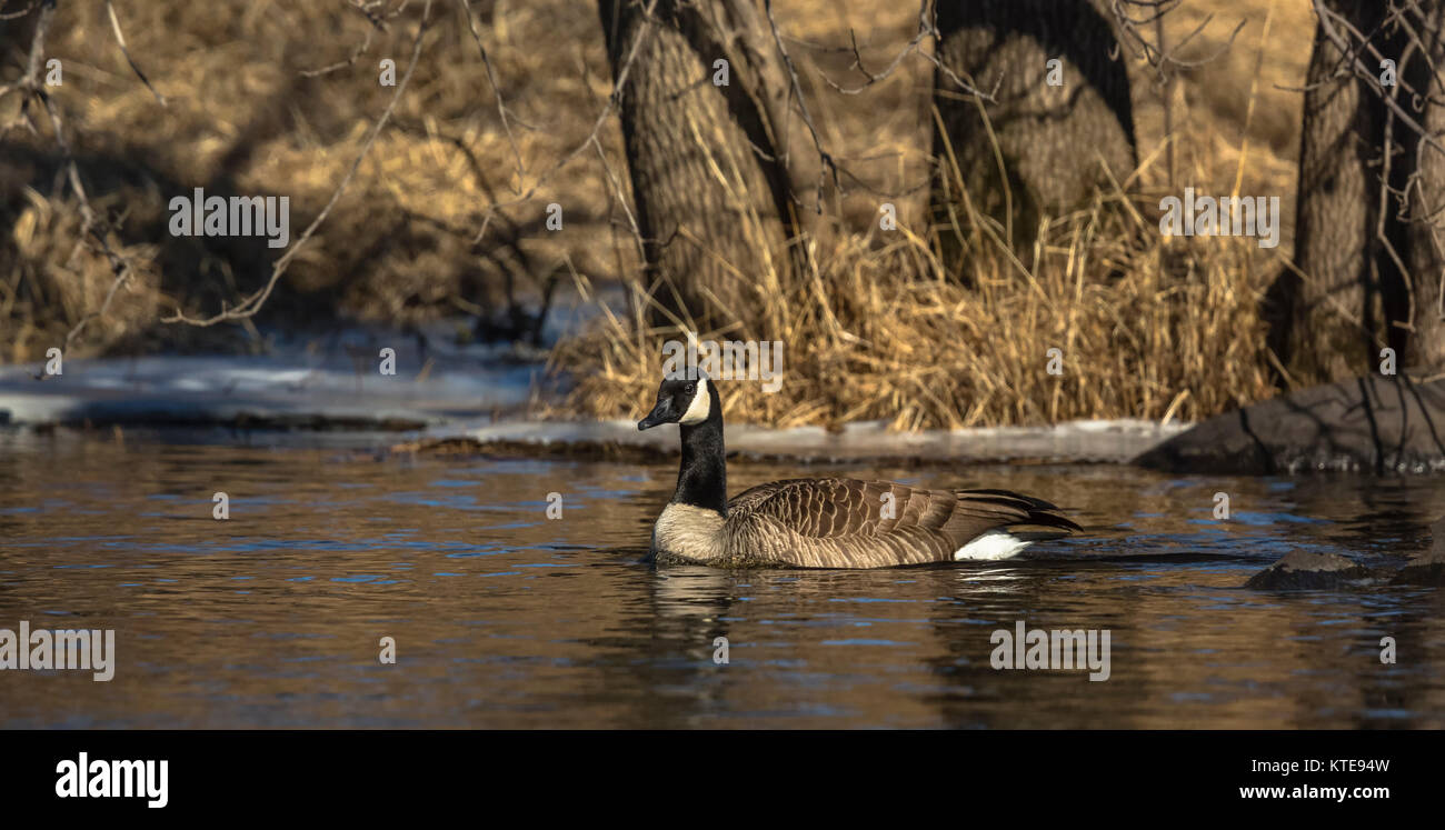 Canada goose Stock Photo