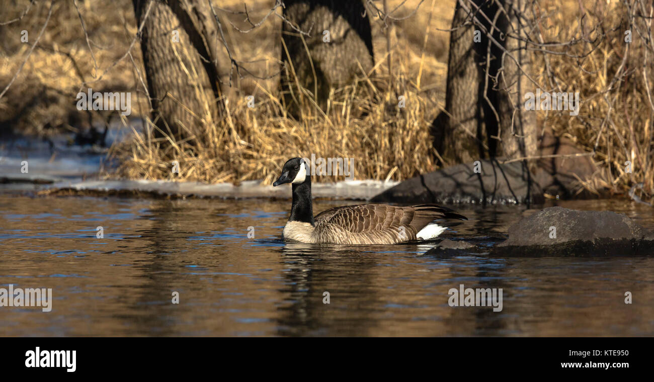 Canada goose Stock Photo