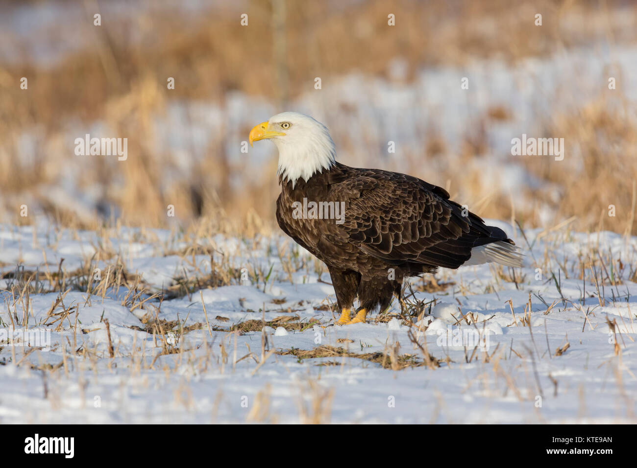 Bald Eagle standing in the snow in northern Wisconsin Stock Photo Alamy