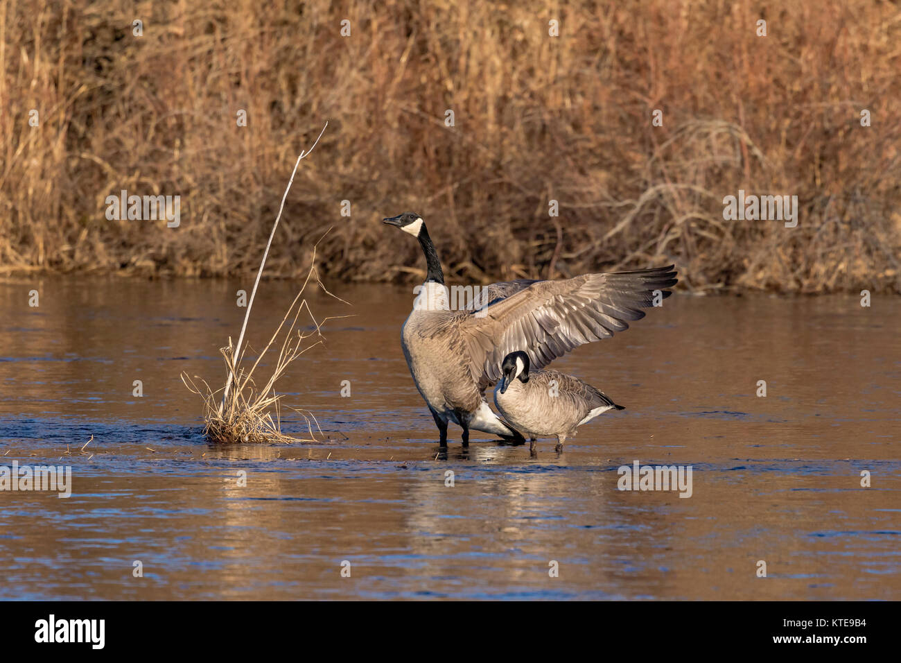 Canada geese - breeding pair Stock Photo - Alamy