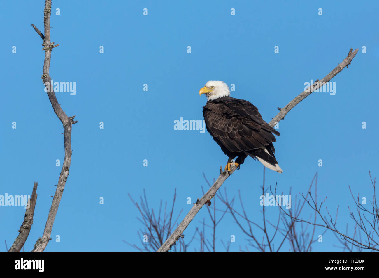 Bald eagle in northern Wisconsin Stock Photo Alamy