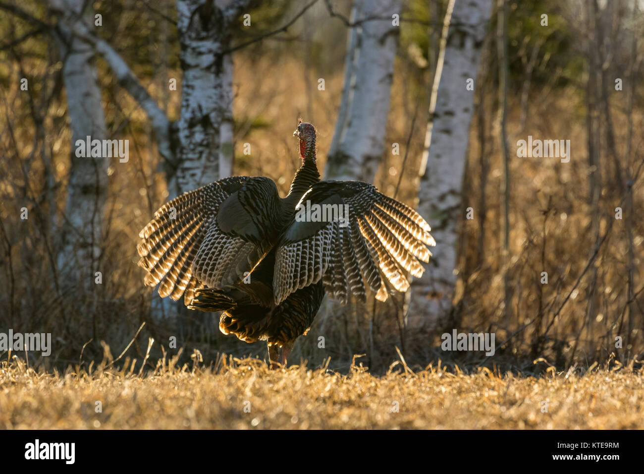 Eastern wild Turkey Stock Photo