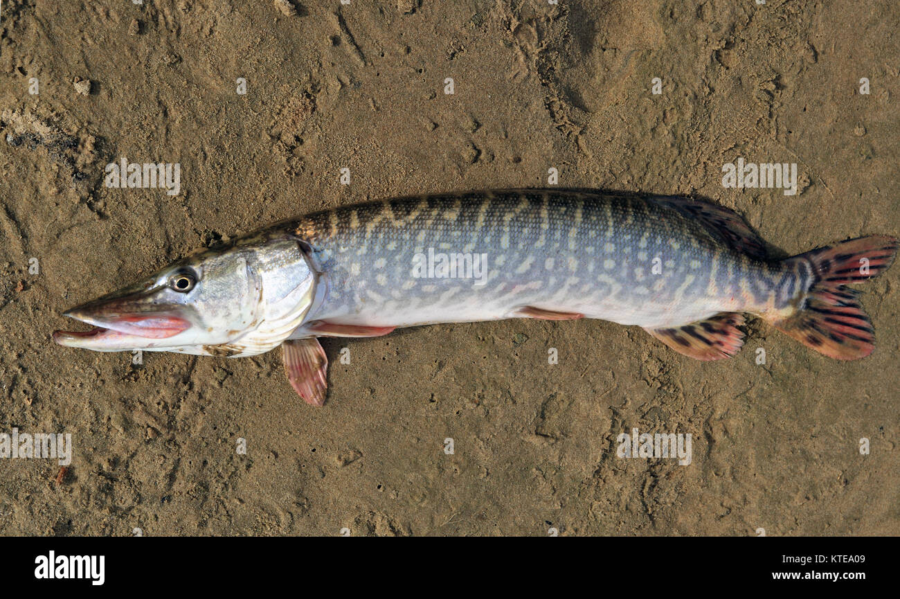 Northern pike caught lying on the sand Stock Photo