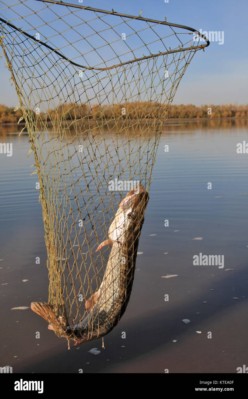 Pike fins hi-res stock photography and images - Alamy