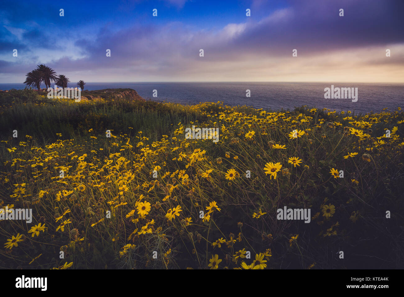 Beautiful Black Eyed Susan Flowers Covering The Cliffs During The Stock Photo Alamy