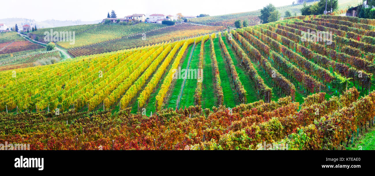 Impressive autumn landscape,view with colorful vineyards,Piedmont,Italy. Stock Photo