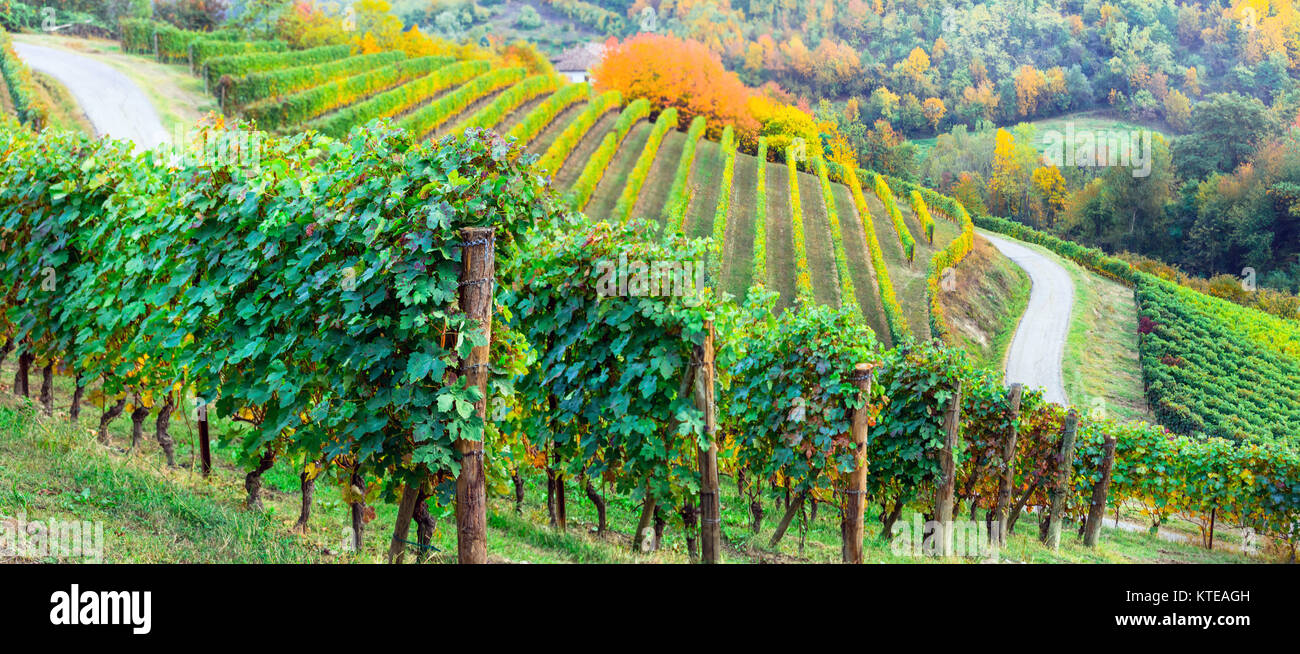 Impressive autumn landscape,view with colorful vineyards,Piemonte,Italy. Stock Photo