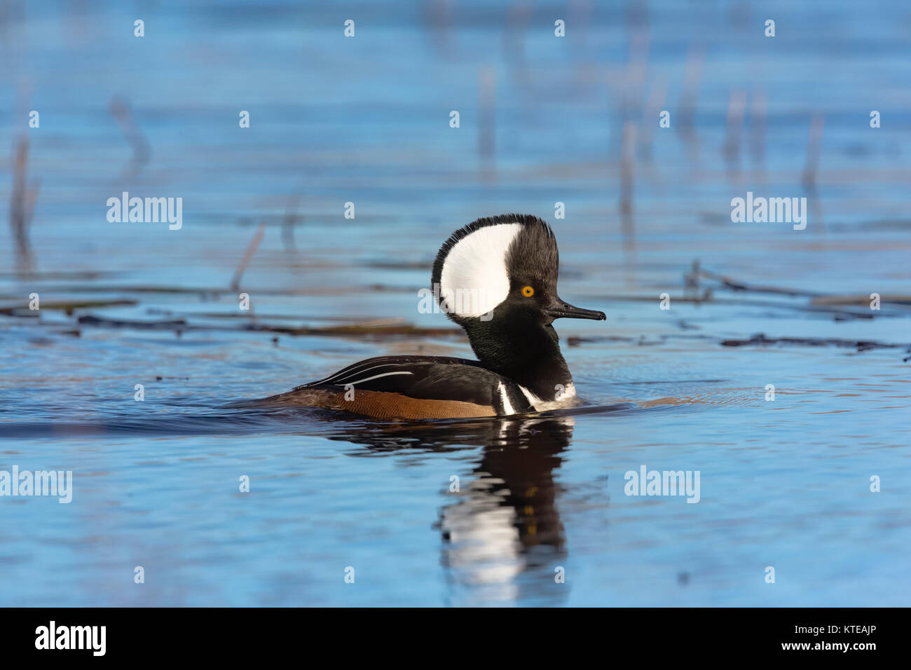 Drake hooded merganser swimming in a northern Wisconsin lake Stock ...