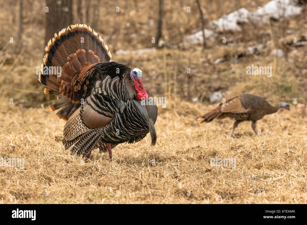 Tom turkey displaying for a hen in northern Wisconsin Stock Photo Alamy